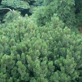 Elevate Your Landscape With Slowmound Mugo Pine Mckay Nursery