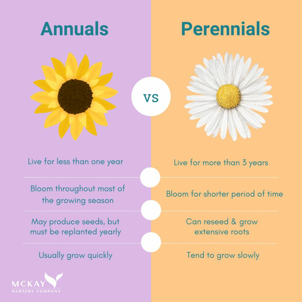 Annuals vs Perennials