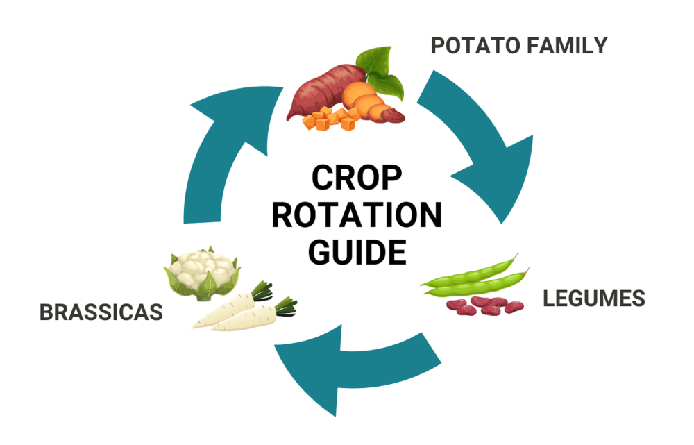 Crop Rotation Guide