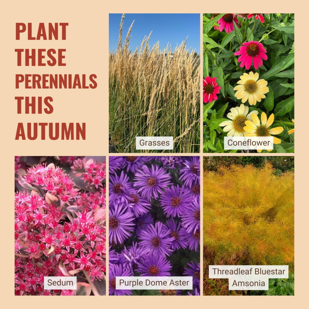 Great Fall Perennials