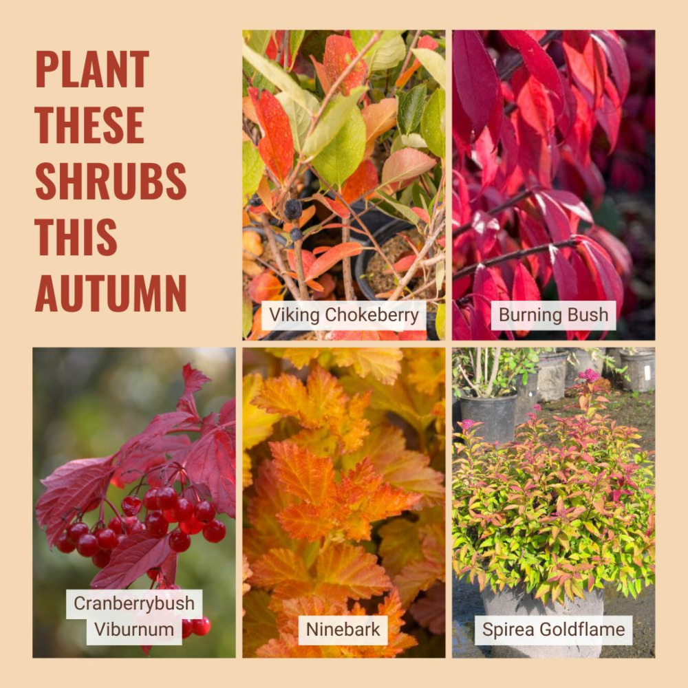 Great fall shrubs