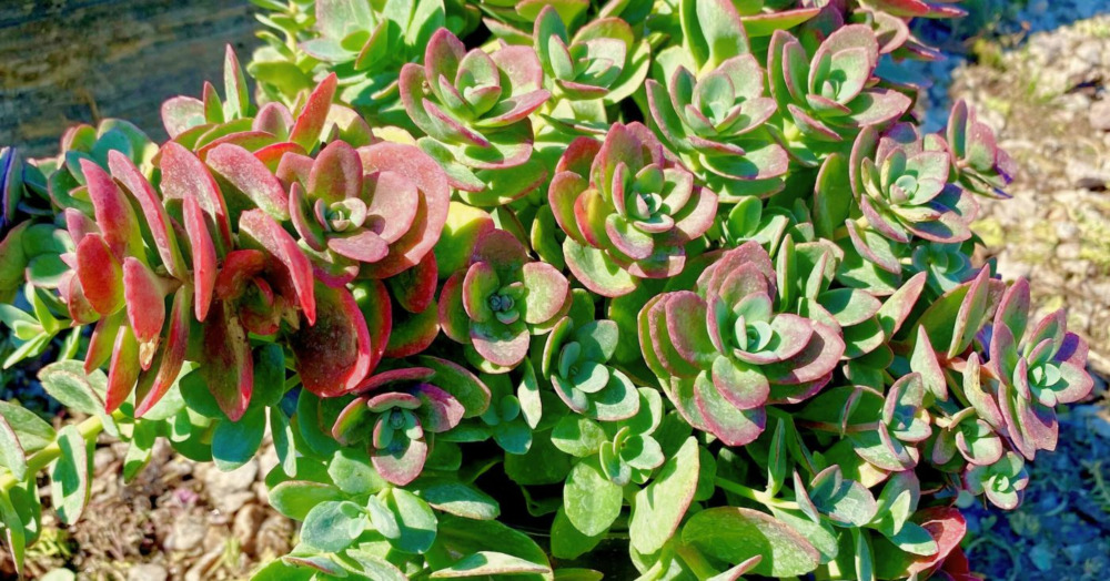 Lime Zinger Sedum