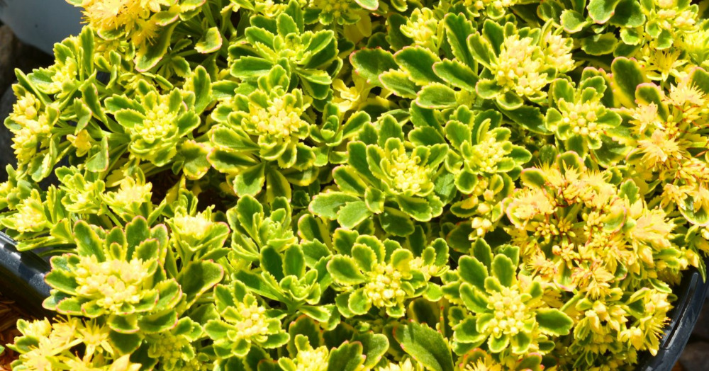 Boogie Woogie Sedum