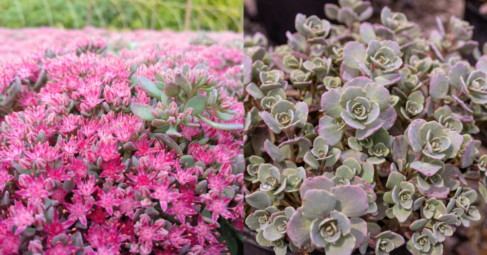 Cauticola Sedum