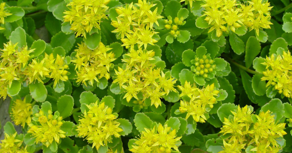 Lemon Drop Sedum