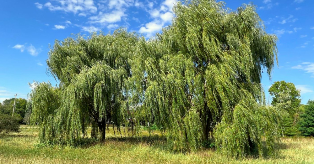 Niobe Weeping Willow