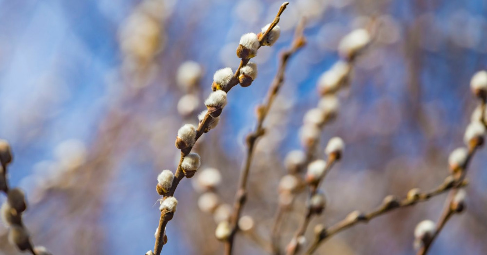 Pussy Willow