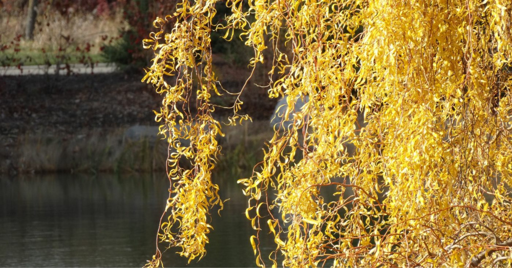 Corkscrew Willow