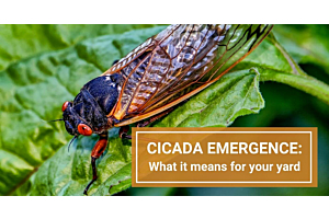 Cicada Emergence 2024: The Impact on Your Garden &amp; Plants