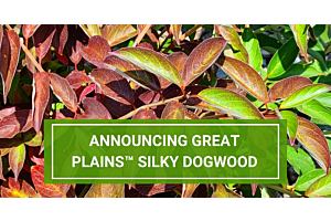 McKay Introduction: the Great Plains™ Silky Dogwood