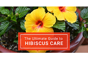 Ultimate Guide to Hibiscus Care