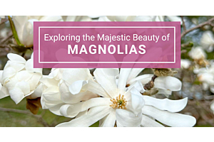 Exploring the Beauty of Magnolias