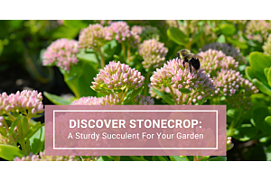 Discover Stonecrop