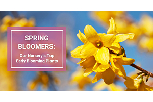 Spring Bloomers - Top Early Blooming Plants