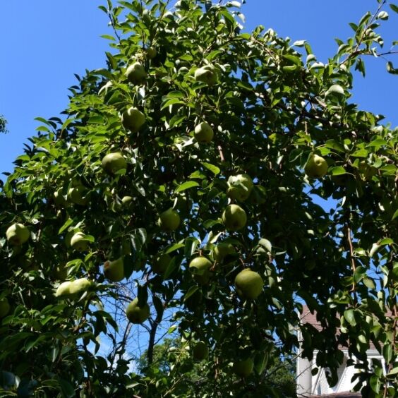 Dwarf Pear Tree - 'Bartlett' – Al's Garden & Home