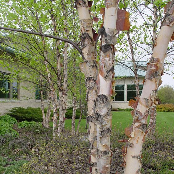 Everything You Need to Know about River Birch Trees