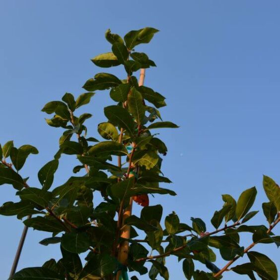 black gum tree leaves