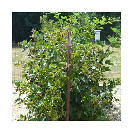 Chester Thornless Blackberry - Edible Plants