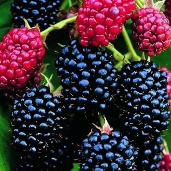 Shop Darrow Blackberry (Rubus) Shrubs