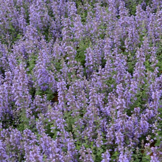 Cat's Pajamas Catmint for Sale