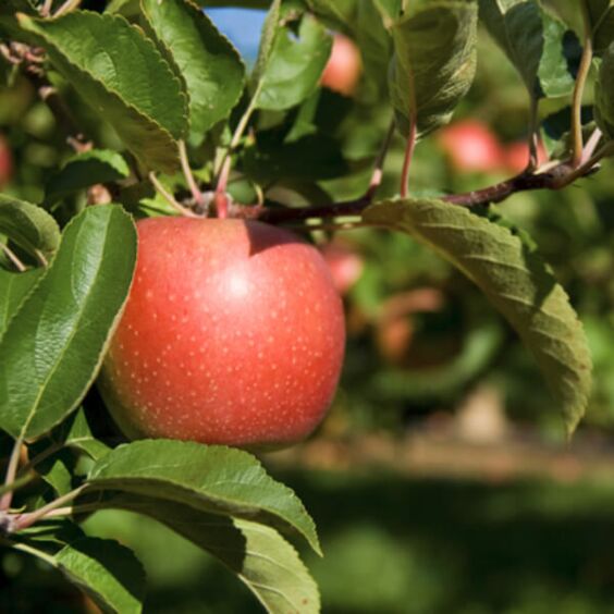 https://www.mckaynursery.com/media/catalog/product/cache/1582daaba6197f2b867e16ae0b1289e6/c/o/cortland-apple-tree-edible-fruit-600x600.jpg