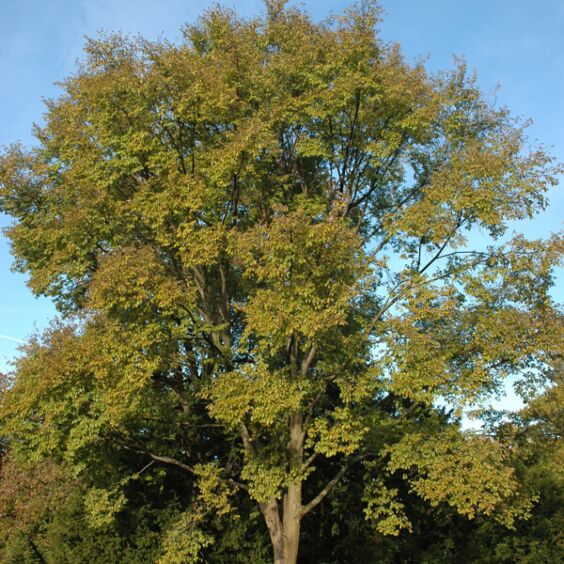 Triumph™ Elm Tree (Ulmus Morton Glossy)