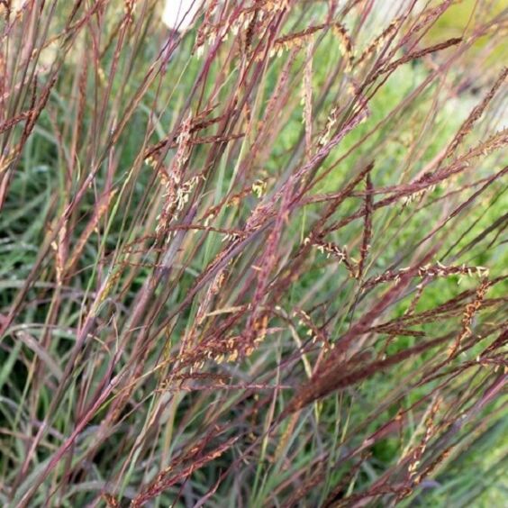 Blackhawks Ornamental Grass (Andropogon) | McKay Nursery
