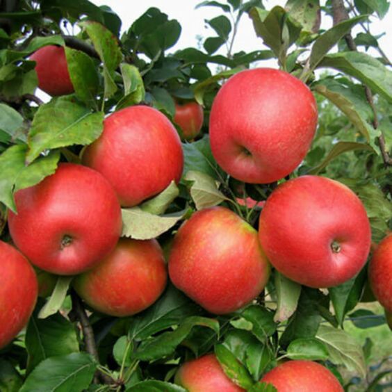 Honeycrisp Apple Tree For Sale