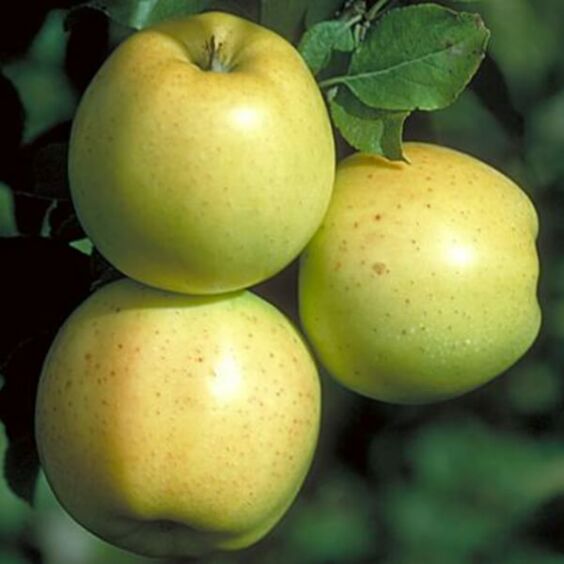 Malus domestica 'Granny Smith' (Semi-Dwarf Apple)