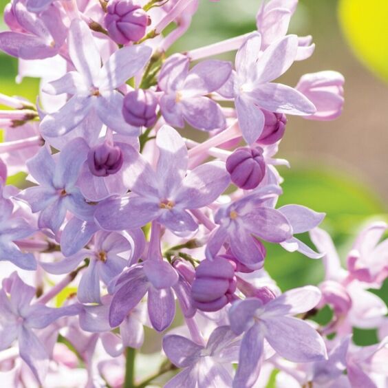 Lilac Tree Vs Lilac Bushes: How To Grow & Identify Types of Lilac Flowers,  Plants