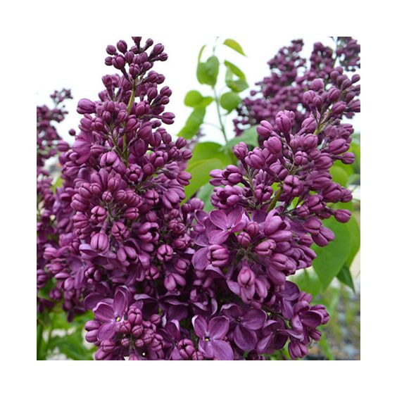 How to Control Lilac Sucker Growth (2024)