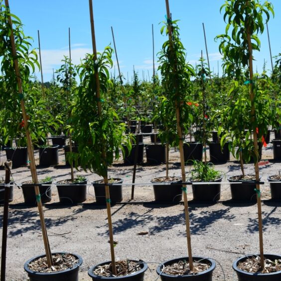 Contender Peach Trees for Sale at Arbor Day's Online Tree Nursery - Arbor  Day Foundation