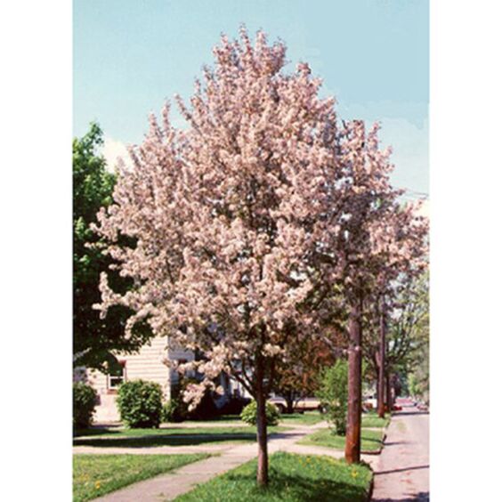 Pink Sparkles® Crabapple Tree, Malus Malusquest for Sale