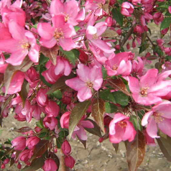 Pink Sparkles® Crabapple Tree, Malus Malusquest for Sale