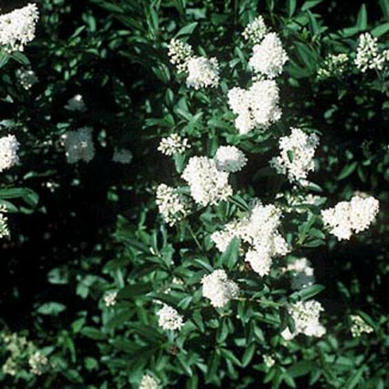 privet hedge flowers