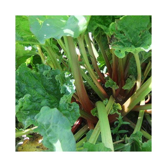 Victoria Red Rhubarb Plant - Perennial - Easy to grow - #1 Bareroot