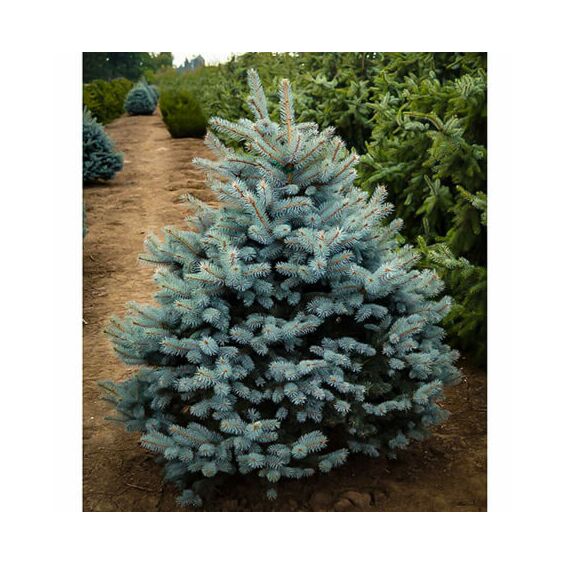 Baby Blue Spruce – van der Meer Garden Centre