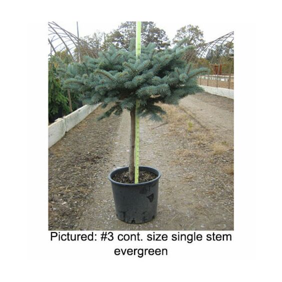 Picea pungens 'Globosa' Dwarf Globe Blue Spruce Tree Spruce, Dwarf Globe  Blue Treeform from Kankakee Nursery
