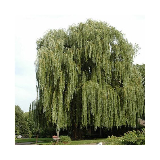 weeping willow tree  Weeping willow, Willow trees garden, Winter landscape
