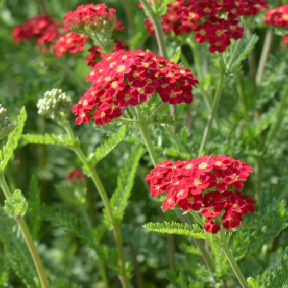 red yarrow plant