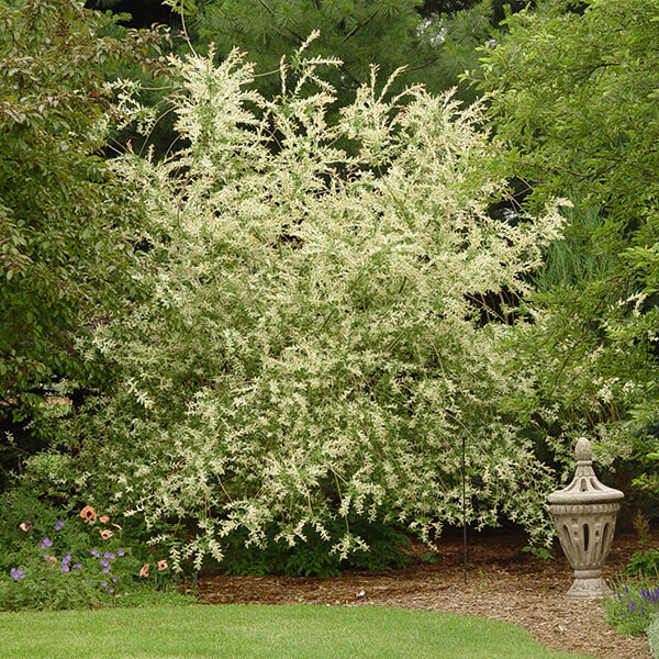 Japanese Dappled Willow! authentic