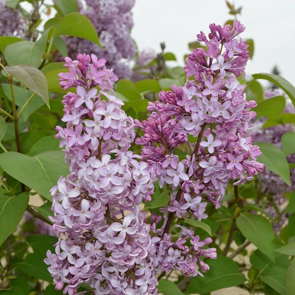Common Purple Lilac vulgaris) McKay Nursery | (Syringa