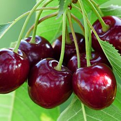 Bing Cherry