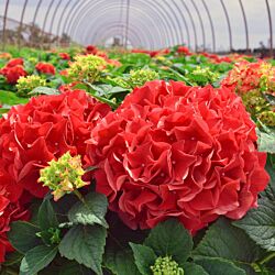 Grateful Red® Hydrangea