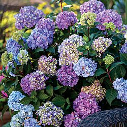 Endless Summer® Bloomstruck® Hydrangea