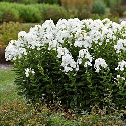 Luminary™ Backlight Tall Garden Phlox