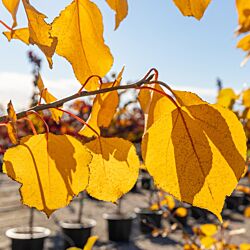 Prairie Gold Fall Color