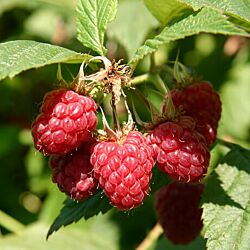 Boyne Raspberry