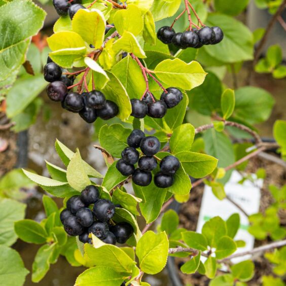 Black Chokeberry fruit