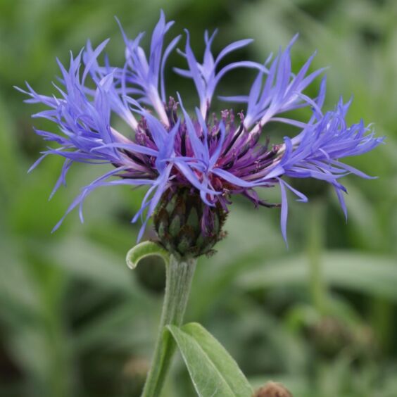 Bachelor's Button perennial